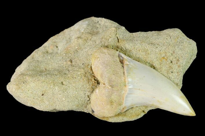 Fossil Mako Shark Tooth On Sandstone - Bakersfield, CA #144414